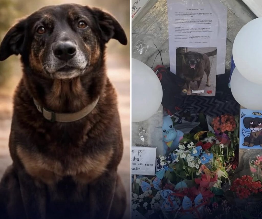 POLÍCIA PEDE INTERNAÇÃO DE ADOLESCENTE ACUSADO DE MATAR O CÃO ORELHA