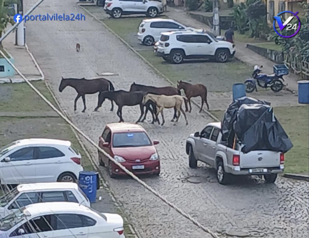 MORADORES DO RESIDENCIAL VILELA VOLTAM A DENUNCIAR CAVALOS SOLTOS NAS RUAS DA COMUNIDADE