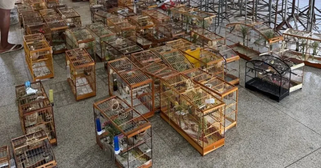 POLÍCIA RESGATA 95 AVES SILVESTRES E CONDUZ 35 PESSOAS APÓS TORNEIO IRREGULAR EM SALVADOR