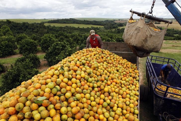 Crise da laranja une produtores da Bahia e Sergipe em busca de saída para a queda dos preços