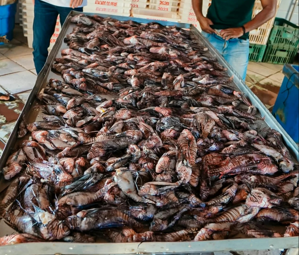 ESPÉCIE INVASORA: PORTO SEGURO RETIRA CERCA DE 500 PEIXES-LEÃO DO MAR EM APENAS UM MÊS