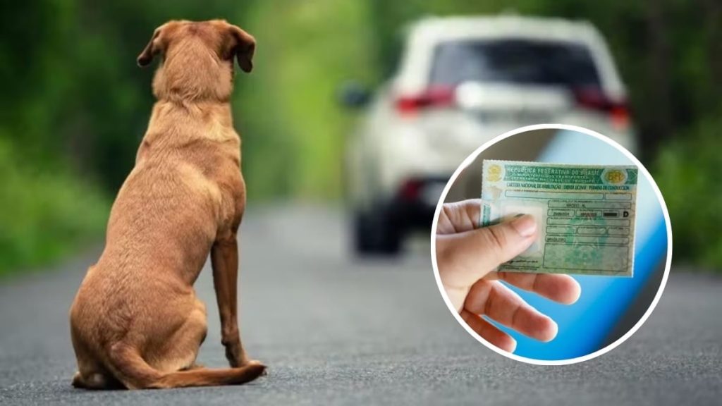Motorista que abandonar animal usando veículo poderá ter CNH suspensa e até cassada