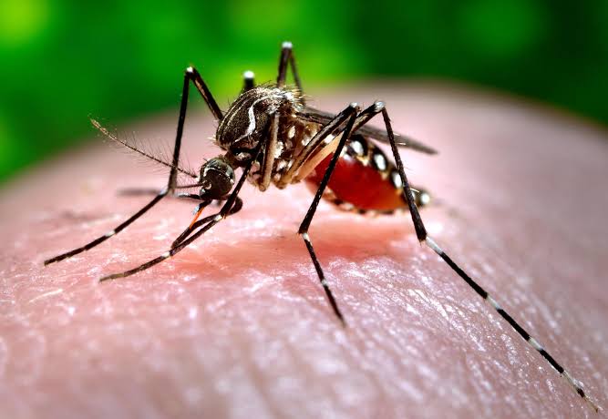 Casos de chikungunya aumentam mais de 300% na Bahia e acendem alerta para avanço da doença