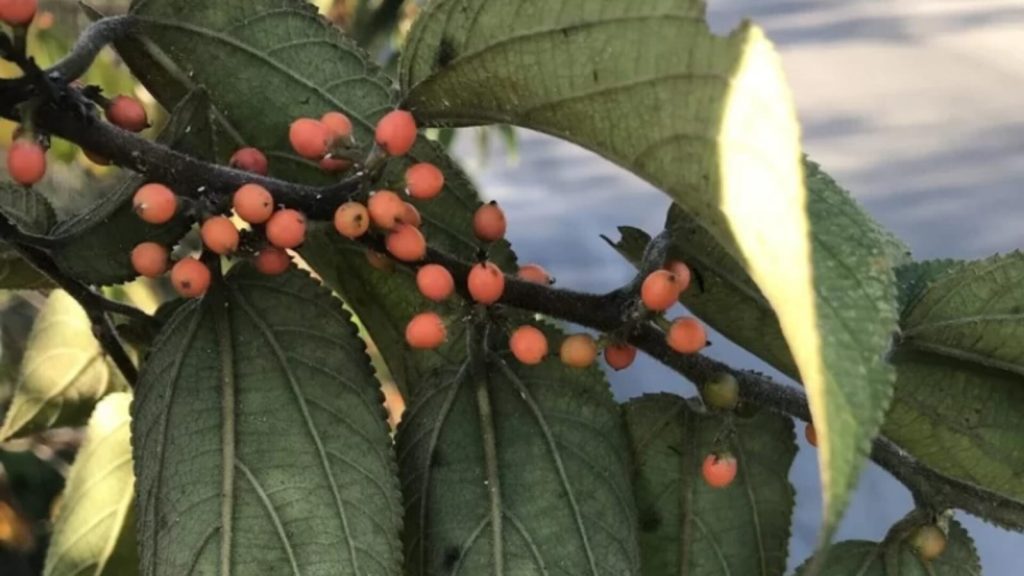 TREMA MICRANTHA: PLANTA NATIVA BRASILEIRA DESPERTA INTERESSE CIENTÍFICO POR CONTER CANABINOIDES